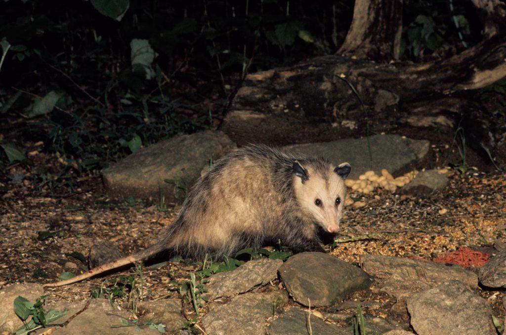 C1:147  Opossum  (LVA 11_0696_017)